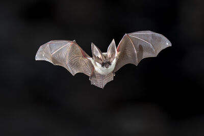 Fledermaus Langohr 1