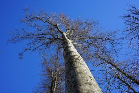 2026-12-12 Winterwald 1